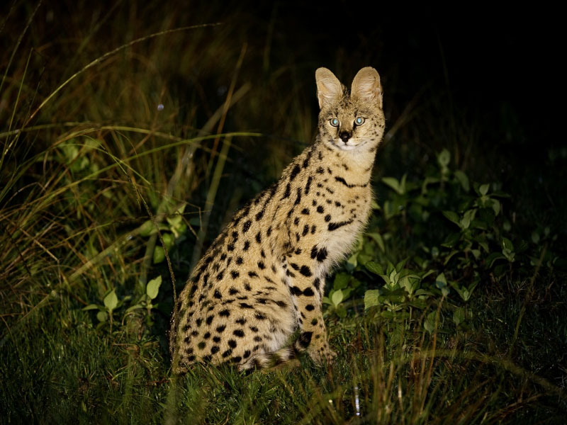young serval in nyika national park malawi photo d allen Serval
